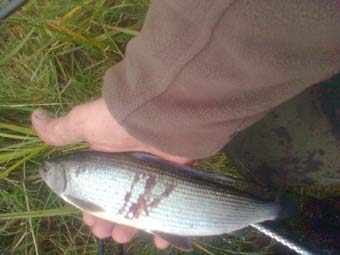 grayling r test